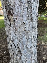 Pinus