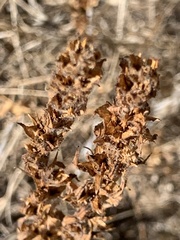 Epilobium densiflorum