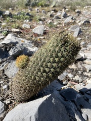 Coryphantha erecta