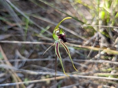 Caladenia verrucosa