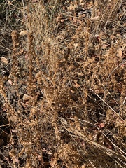 Epilobium densiflorum
