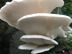 Pleurotus