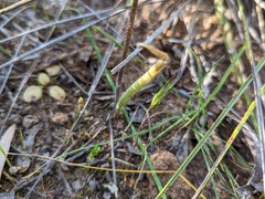 Caladenia verrucosa