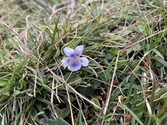 Violaceae