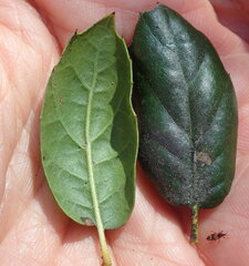 Quercus agrifolia agrifolia