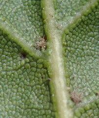 Quercus agrifolia agrifolia