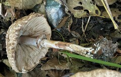 Chlorophyllum olivieri