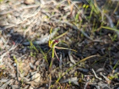 Caladenia verrucosa