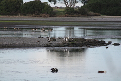 Phalacrocorax varius