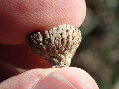 Quercus agrifolia agrifolia