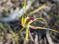 Caladenia verrucosa