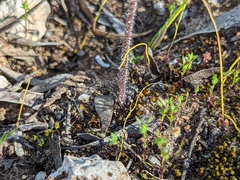 Caladenia verrucosa
