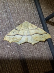 Tetracis jubararia