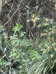 Sericulus chrysocephalus