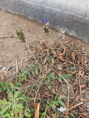 Astragalus laxmannii