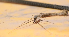 Tetragnatha laboriosa