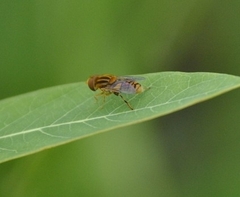 Parhelophilus integer