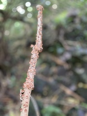 Chaetocalathus cocciformis