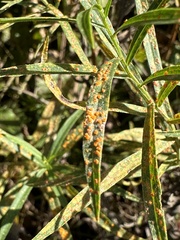 Coleosporium solidaginis