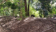 Alectura lathami lathami