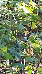Vireo griseus