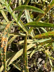 Coleosporium solidaginis