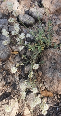 Eriogonum wrightii