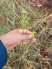 Sisymbrium loeselii