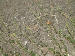 Alysicarpus ovalifolius