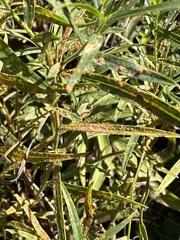 Coleosporium solidaginis