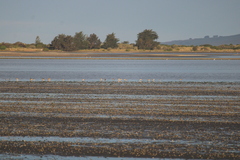 Limosa lapponica baueri