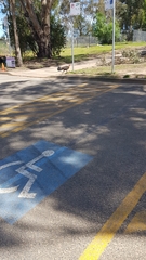 Alectura lathami lathami