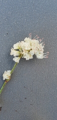 Eriogonum wrightii