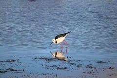 Himantopus leucocephalus