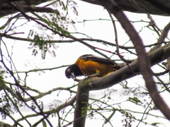Icterus icterus