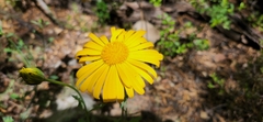 Dimorphotheca chrysanthemifolia