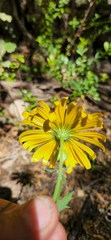 Dimorphotheca chrysanthemifolia