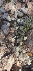 Eriogonum wrightii