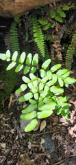 Pellaea pteroides