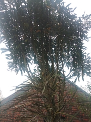 Pseudopanax crassifolius