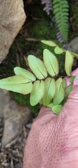 Pellaea pteroides