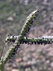 Paspalum distichum