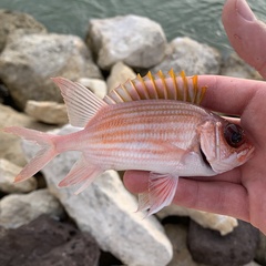 Holocentrus adscensionis