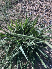 Paspalum distichum