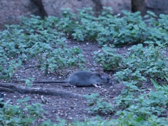 Rattus rattus