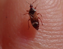Anthocoris