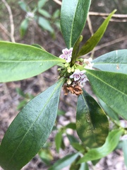Myoporum acuminatum