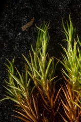 Polytrichastrum alpinum