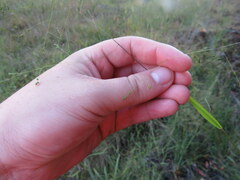 Kellochloa verrucosa