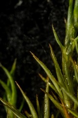Polytrichastrum alpinum